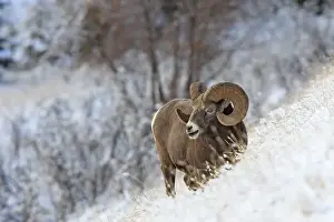 Rocky Mountain Bighorn Sheep. Jasper National Park - Rocky Mountains - Alberta - Canada