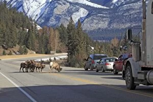 Images Dated 14th November 2009: Rocky Mountain Bighorn Sheep - licking to get the salt & minerals off the road