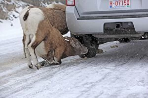 Images Dated 18th November 2009: Rocky Mountain Bighorn Sheep - licking the salt on the road