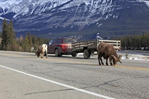 Images Dated 15th November 2009: Rocky Mountain Bighorn Sheep - licking the salt on the road. Jasper National Park - Alberta - Canada