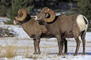 Images Dated 14th November 2009: Rocky Mountain Bighorn Sheep - male smelling / scenting female