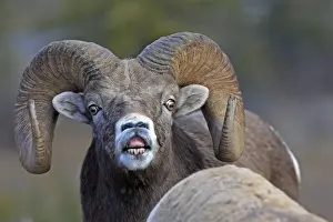 Rocky Mountain Bighorn Sheep - male smelling / scenting female. Jasper National Park - Rocky Mountains - Alberta - Canada