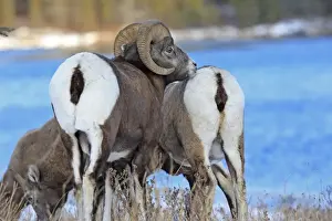 Rocky Mountain Bighorn Sheep - male smelling / scenting female. Jasper National Park - Rocky Mountains - Alberta - Canada