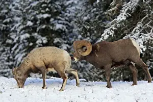 Rocky Mountain Bighorn Sheep - male smelling / scenting female as she urinate. Jasper National Park - Rocky Mountains - Alberta - Canada