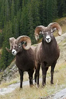 Archer Prints: Rocky Mountain bighorn sheep rams Date: 01-10-2005
