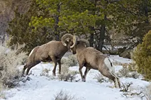 Rocky Mountain Bighorn Sheep - rams fighting / head butting during fall rut - in Autumn snow - Rocky Mountains - Wyoming - USA _E7C2771