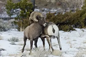 Rocky Mountain Bighorn Sheep - rams fighting / head butting during fall rut - in Autumn snow - Rocky Mountains - Wyoming - USA _E7C2662