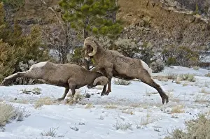 Rocky Mountain Bighorn Sheep - rams fighting / head butting during fall rut - in Autumn snow - Rocky Mountains - Wyoming - USA _E7C2775