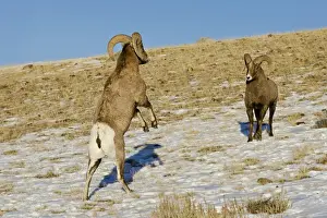 Rocky Mountain Bighorn Sheep - rams fighting / head butting during fall rut - in Autumn snow - Rocky Mountains - Wyoming - USA _E7C4115