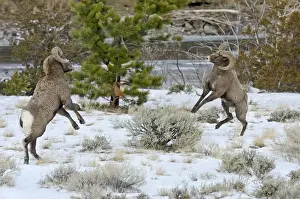 Rocky Mountain Bighorn Sheep - rams fighting / head butting during fall rut - in Autumn snow - Rocky Mountains - Wyoming - USA _E7C2592