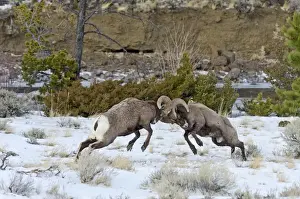 Rocky Mountain Bighorn Sheep - rams fighting / head butting during fall rut - in Autumn snow - Rocky Mountains - Wyoming - USA _E7C2657