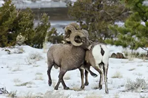 Rocky Mountain Bighorn Sheep - rams shoving and kicking one another in dominance display (this often leads to fighting / head butting) during fall rut - in Autumn snow - Rocky Mountains - Wyoming - USA _E7C2520