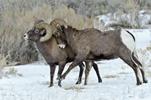 Rocky Mountain Bighorn Sheep - rams shoving and kicking one another in dominance display (this often leads to fighting / head butting) during fall rut - in Autumn snow - Rocky Mountains - Wyoming - USA _E7C3357