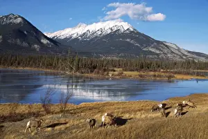 Rocky Mountain Bighorn Sheep TOM 109 Sheep grazing by mountain lake. Endangered - Jasper National Park, Alberta, Canada Ovis canadensis © Tom & Pat Leeson / ARDEA LONDONN