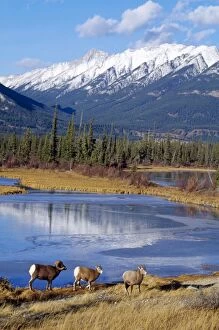 Rocky Mountain Bighorn SHEEP - X3 by water
