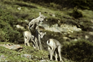 Images Dated 5th February 2007: Rocky Mountain Bighorn Sheep - young lambs playing. Rocky Mountains, Alberta, Canada. MS280