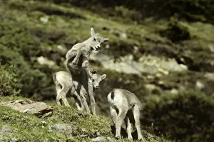 Rearing Prints: Rocky Mountain Bighorn Sheep - young lambs playing