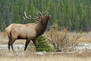 Rocky Prints: Rocky Mountain bull elk Date: 26-09-2006