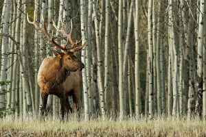 Aspen Gallery: Rocky Mountain bull elk, thick aspens