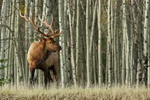 Rocky Prints: Rocky Mountain bull elk, thick aspens