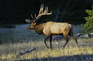 Deer Prints: Rocky Mountain Elk - bull - Alberta - Northern Rockies - Canada - Autumn _C3B7541
