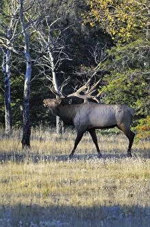 Images Dated 28th September 2008: Rocky Mountain Elk - bull bugling - Alberta - Northern Rockies - Canada - Autumn _C3B7438