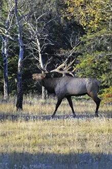 Ungulates Prints: Rocky Mountain Elk - bull bugling - Alberta - Northern Rockies - Canada - Autumn _C3B7438