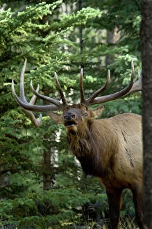 Deer Collection: Rocky Mountain Elk - bull bugling - Autumn - Jasper National Park - Northern Rockies - Wapiti