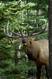 Rocky Mountain Elk - bull bugling - Autumn - Jasper National Park - Northern Rockies - Wapiti - USA _CXA3285
