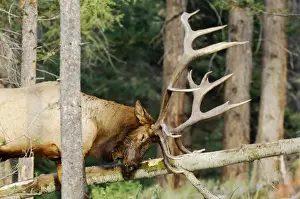 Stock Prints: Rocky Mountain Elk - bull rubbing / scraping fallen aspen tree during fall rut - Jasper National Park - Northern