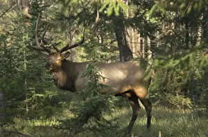 Ungulates Prints: Rocky Mountain Elk - Jasper National Park - Northern Rockies - Alberta - Canada _CXA3147