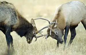 Elks Prints: Rocky Mountain Elk / Wapiti