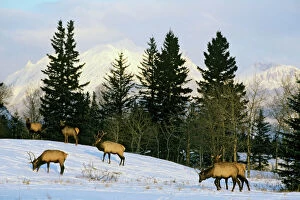 Rocky Mountain Elk - Winter