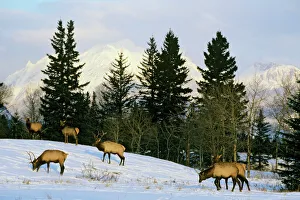 Vertebrate Collection: Rocky Mountain Elk - Winter. Candadian Rockies. ME628