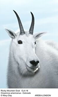 Americanus Gallery: Rocky Mountain Goat