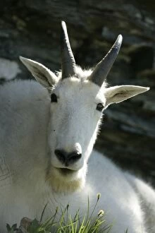 Rocky Mountain Goat - Adult Male