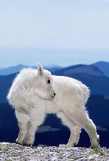 Kids Prints: Rocky Mountain Goat - kid