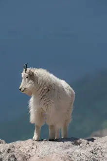 Rocky Mountain goat on ledge, Mount Evans Wilderness Area, Colorado Date: 15-06-2021