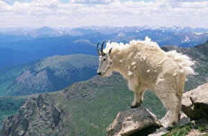 Rocky Mountain Goat - looking over mountains