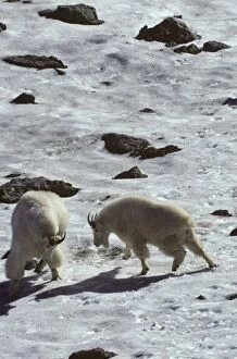 Rocky Mountain Goat - two males in a bluff fight, common dominance behavior between goats