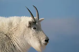 Rocky Mountain goat, Mount Evans Wilderness Area, Colorado Date: 16-06-2021