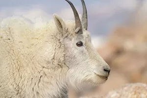 Americanus Gallery: Rocky Mountain goat with salt minerals on its mouth