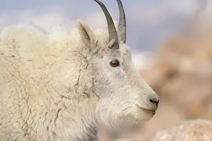 High Prints: Rocky Mountain goat with salt minerals on its mouth