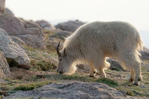 Americanus Gallery: Rocky Mountain goats coming to the summit to look