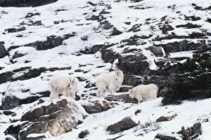 Rocky Mountain Goats - on rocky cliffs in winter