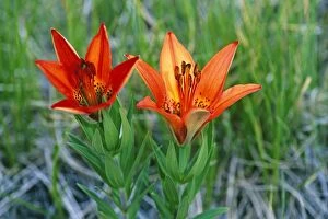 Lilies Gallery: Rocky Mountain Lily / Wood Lily