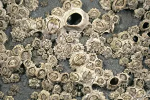 Barnacle Prints: Rocky Shore Barnacles UK