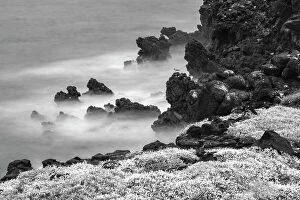 Wave Collection: Rocky shoreline covered in Sesuvium, South Plaza Island, Galapagos Islands, Ecuador