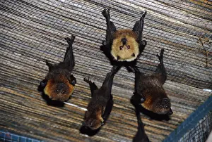 Hanging Prints: Rodrigues Flying-fox - roosting