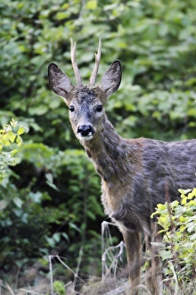 Images Dated 10th May 2009: Roe Buck Deer - coat turning red in spring